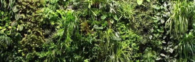 plantes-pour-murs-vegetaux
